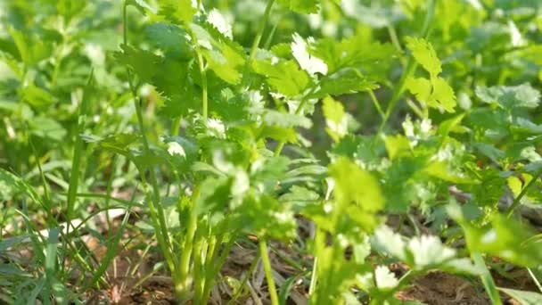 Koriander in de achtertuin groenteperceel voor voedselingrediënten - Video