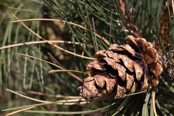 Side Angle view of pine cone on tree branch . High quality photo - 写真・画像