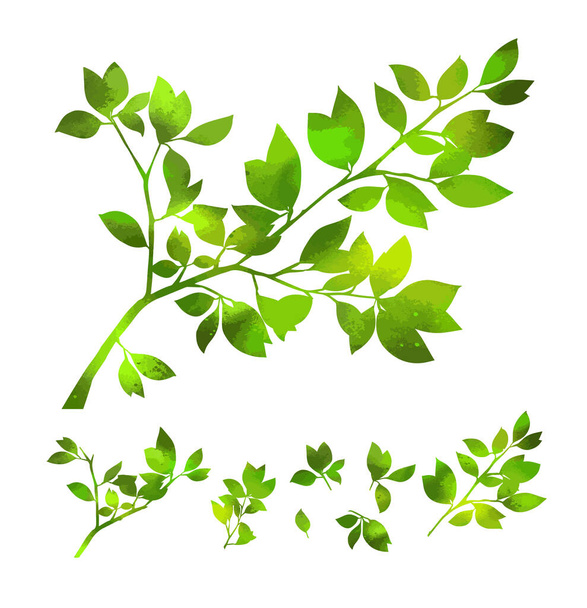 Летняя ветка со свежими зелеными листьями - Вектор,изображение