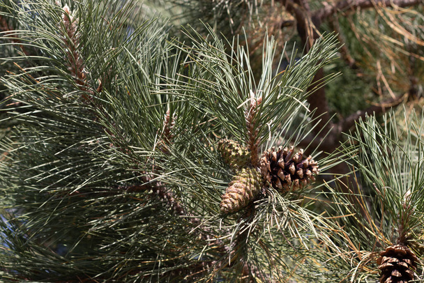 Bonitos cones de pinheiro no galho da árvore. Foto de alta qualidade - Foto, Imagem