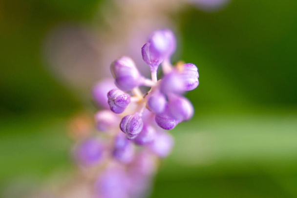 μοβ λουλούδια σε ένα λιβάδι macro close-up - Φωτογραφία, εικόνα