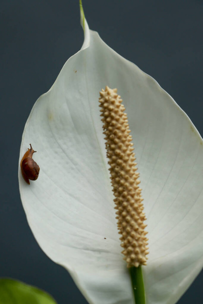 Білі кальянні лілії, над чорним тлом, в м'якому фокусі. Маленькі равлики повзають на білій квітці каллі
. - Фото, зображення