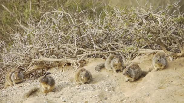Famille des écureuils
 - Séquence, vidéo