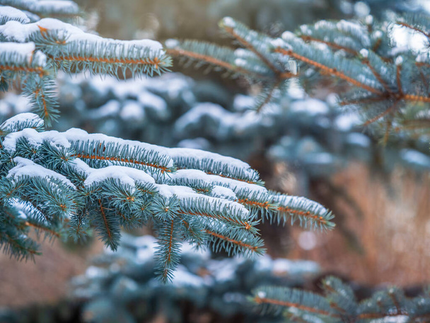 Ramas cubiertas de nieve de abeto azul con agujas en la luz del atardecer. Rama de abeto en los rayos del sol. El abeto azul, abeto de Colorado, o abeto azul de Colorado, con el nombre latino Picea pungens. - Foto, Imagen