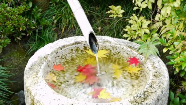 噴水で日本のカエデの葉 - 映像、動画