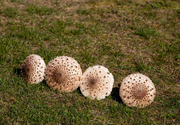 Спелые зонтики Macrolepiota procera или Lepiota procera  - Фото, изображение