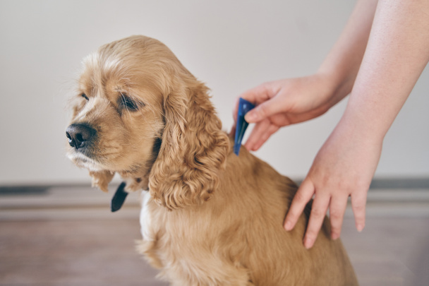  Il cane è gocciolato sul garrese con un rimedio parassita - Foto, immagini
