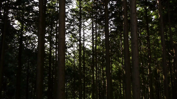 πυκνό δάσος - Πλάνα, βίντεο