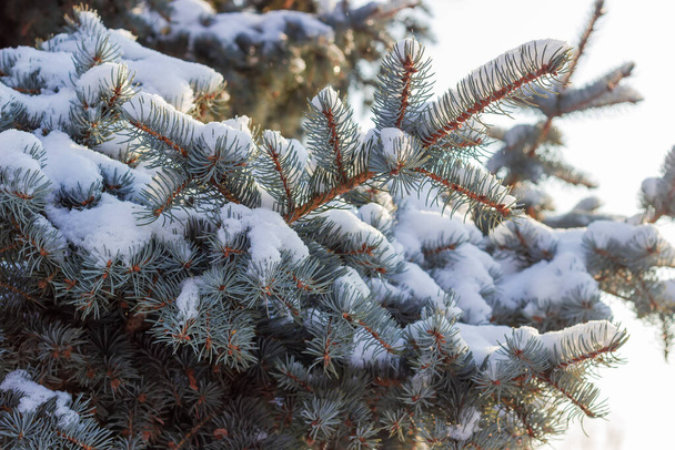 Branches of blue spruce covered with snow close-up on a blurred background of the same tree, fragment in selective focus - Photo, Image