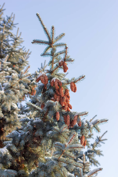 Top of young blue spruce with a lot of cones on a background of clear sky and other tree - Photo, Image