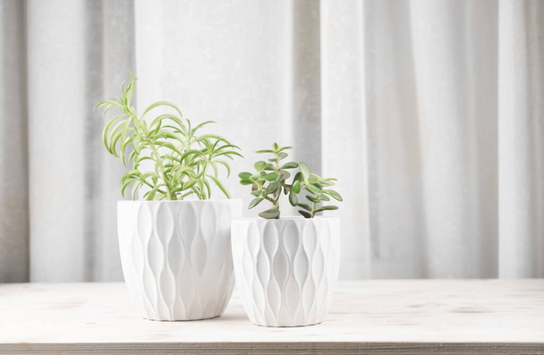 Sappige planten in witte potten op een houten rek. Huistuinieren. minimale huisinrichting. Scandinavisch interieur. hipster decor. - Foto, afbeelding
