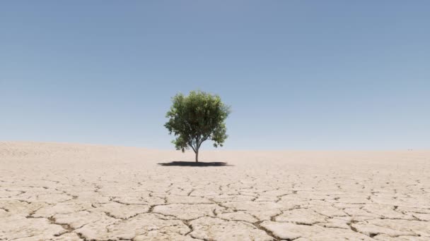 Jedno drzewo rośnie na pustyni średniej temperatury piasku - Materiał filmowy, wideo