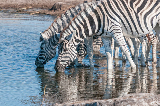 ナミビア北部の水飲み場で飲むブルシェル・ゼブラス - 写真・画像