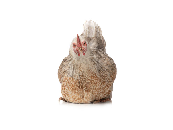 Sitting chicken isolated on white background. - Фото, зображення