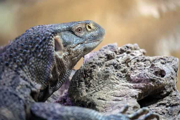 lizard animal, Rock monitor close up  - Photo, image