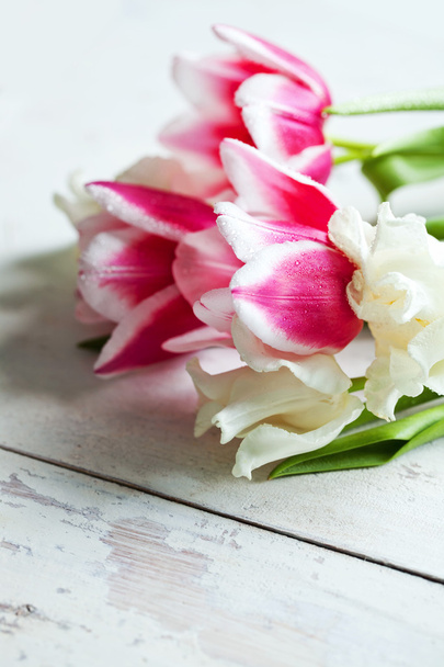 Tulipán květy - Fotografie, Obrázek
