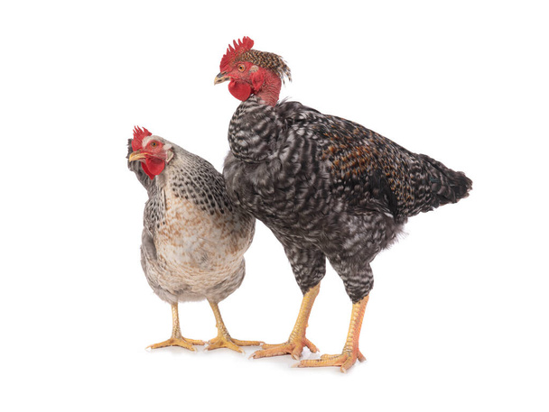 Hen and rooster isolated on white background. - Photo, image