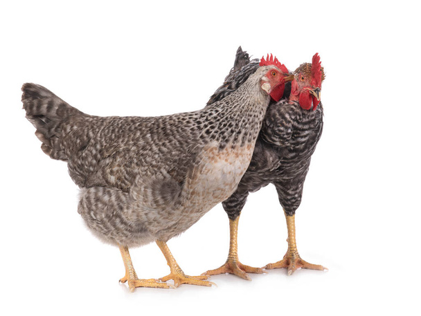 Hen pecks rooster isolated on white background. - 写真・画像