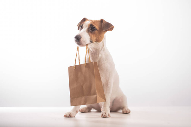 Portret psa Jacka Russella Terriera trzymającego papierową torbę w ustach na białym tle - Zdjęcie, obraz