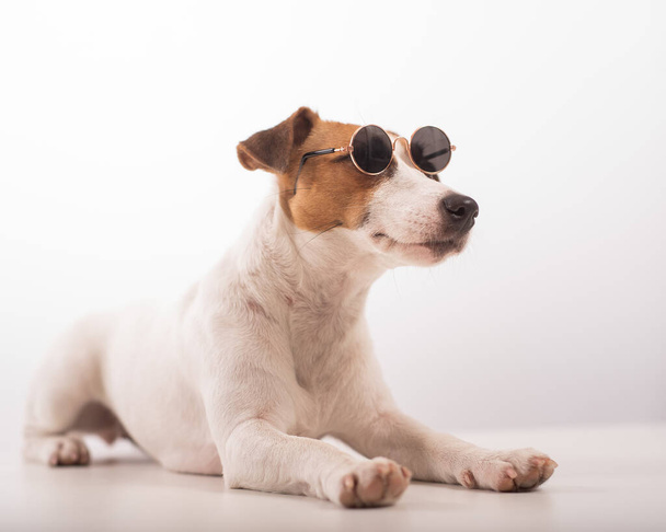 Jack russell terrier dog portrait in sunglasses on white background - Foto, Bild