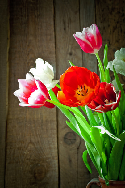 tulp bloemen - Foto, afbeelding