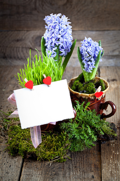 Гіацинти квіти
 - Фото, зображення