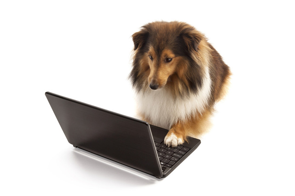 hond met behulp van laptop - Foto, afbeelding