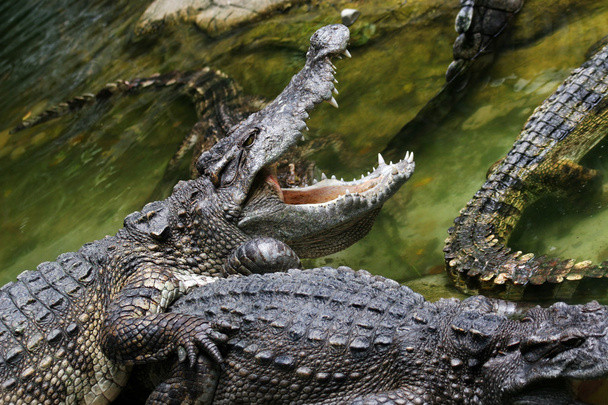 nebezpečné krokodýli - Fotografie, Obrázek