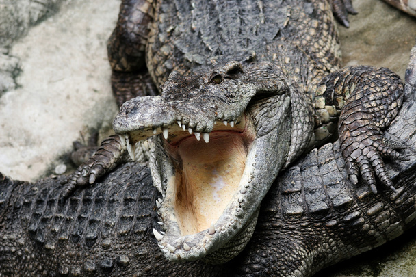 veszélyes krokodil - Fotó, kép