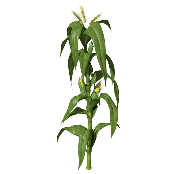 Illustration of Corn Stalk. - Photo, Image