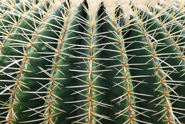 közeli kép: kaktusz - Fotó, kép