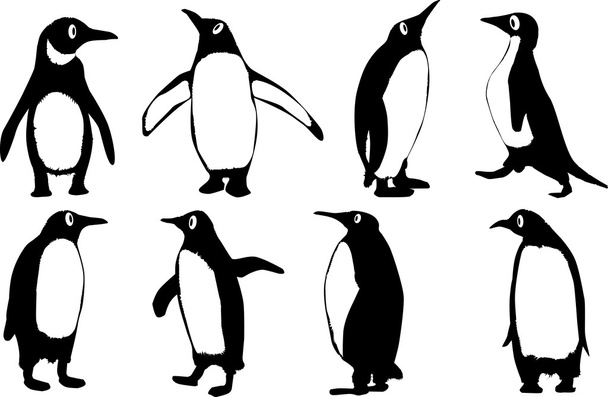 Pinguine. - Vektor, Bild
