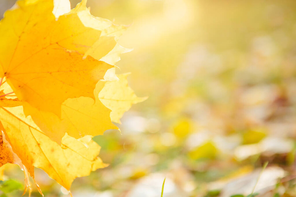 Beautiful autumn landscape with yellow trees and sun. Autumn season concept Beautiful autumn landscape with fallen yellow leaves and sun. Falling leaves natural background - Foto, afbeelding