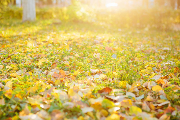 fallen autumn leaves on grass in sunny morning light, toned photo Beautiful autumn landscape with fallen yellow leaves and sun. Colorful foliage in the park. Falling leaves natural background - Foto, afbeelding