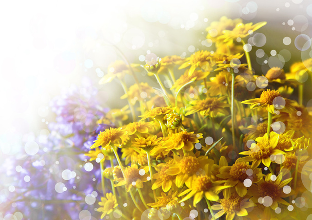 Fond printanier avec de belles fleurs jaunes - Photo, image