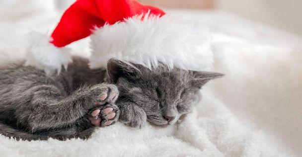 Christmas Kitten in santa claus hat sleeping on soft fluffy white plaid. Christmas gray british cat portrait with pink paws. New Year gray kitten cat sleeping. Cozy cat sleep dream. Long web banner - Fotografie, Obrázek