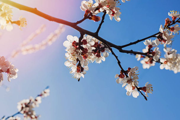 Blooming tree brunches on the background of blue sky. Spring nature, background - Photo, image