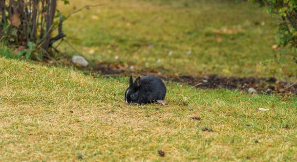 Primo piano simpatici conigli selvatici foraggiamento nell'erba. I Coniglietti di Canmore, numerosi conigli selvatici che vagano per la città. Alberta, Canada. - Foto, immagini
