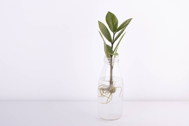 A glass jar with a green indoor plant isolated on a white background. concept of growth, beginning of life - Foto, Imagen