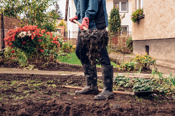Mladý farmář s červenými rukavicemi nosí na vidlích kus hnoje a hází ho do půdy, aby doplnil živiny. Zemědělská činnost na venkově v karanténě. - Fotografie, Obrázek
