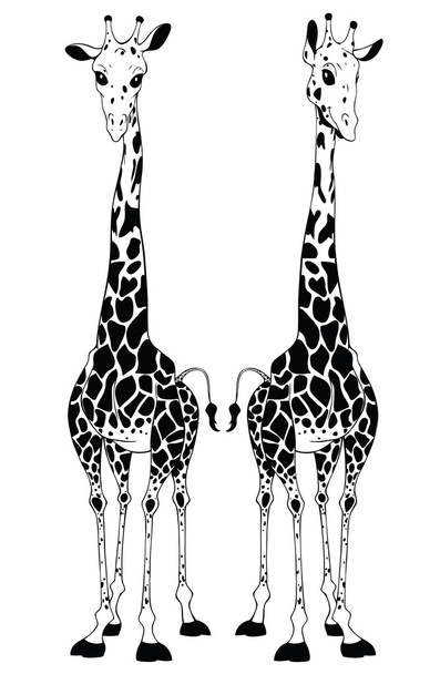 Giraffe - Foto, Bild