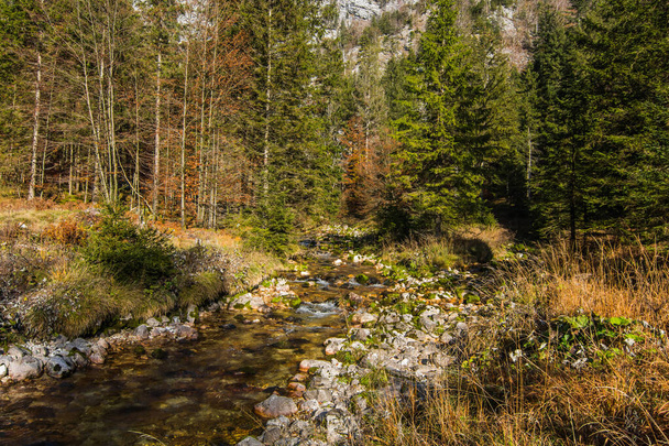 klarer kalter Gebirgsbach mit vielen Kiefern in der Natur - Foto, Bild