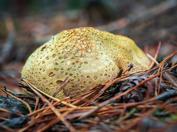 Close-up of common earthball wild mushroom called common earthball, pigskin poison puffball, or common earth ball. Scleroderma citrinum. Outer walls or peridium in ochre-yellow color with irregular warts. - Foto, afbeelding