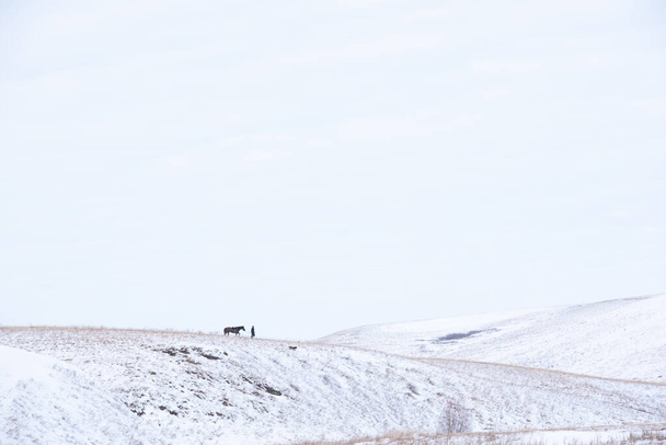 Muž na koni v zimním dni na polích a kopcích. Sólo chodí v den volna. Hobby. - Fotografie, Obrázek