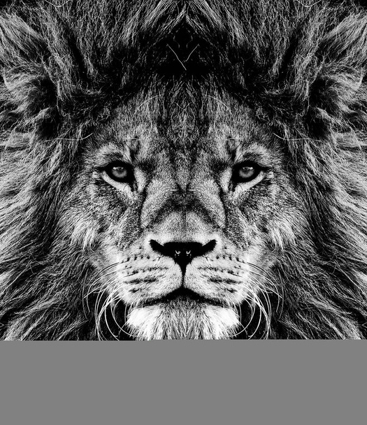 Portret van mooie Afrikaanse leeuwin zwart-wit. - Foto, afbeelding