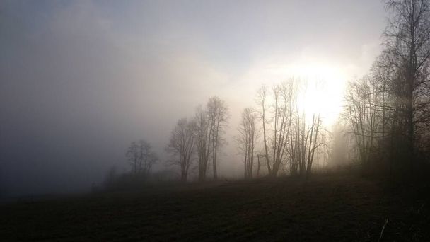 Promienie słońca wchodzące do lasu iglastego w mglisty jesienny poranek. - Zdjęcie, obraz