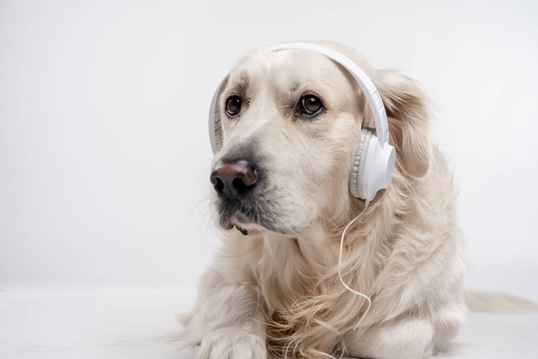 A portrait of an adorable White Golden Retriever with white headphones lying on the floor - Foto, Bild