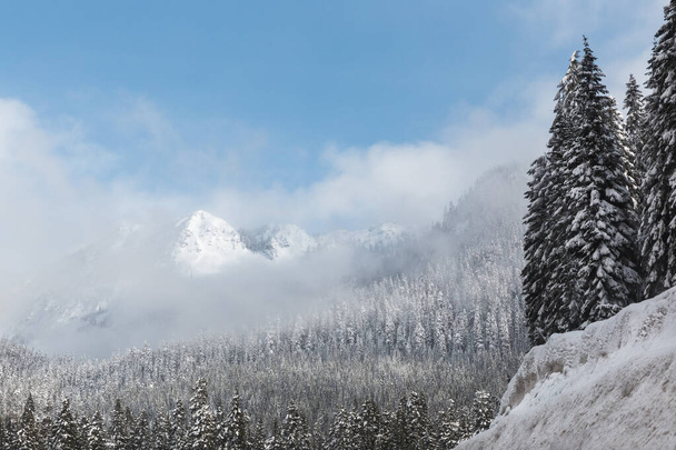 A mesmerizing shot of the thick forests covered with snow in Washington - Photo, Image