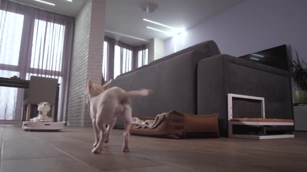 Hundehund bellt beim Arbeiten mit Staubsauger-Roboter - Filmmaterial, Video