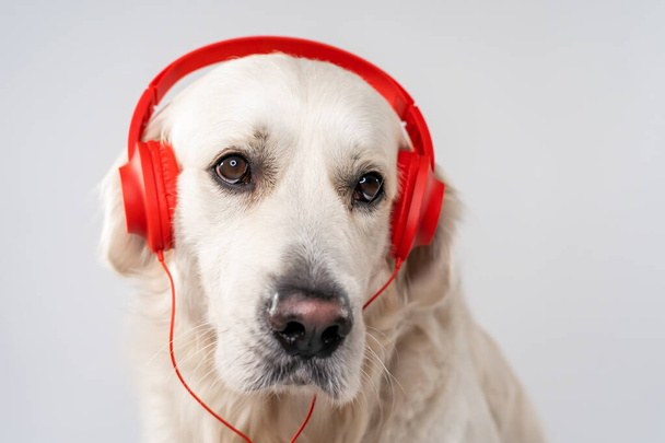 A portrait of an adorable White Golden Retriever with red headphones against a gray background - Foto, afbeelding